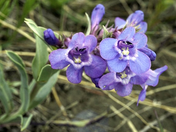 Penstemon nitidus