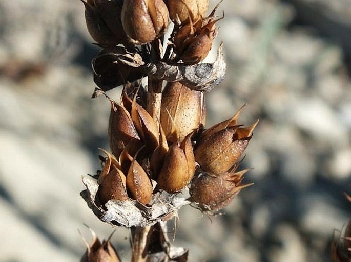 Penstemon nitidus