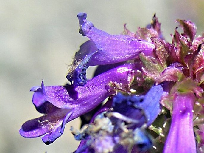 Penstemon procerus