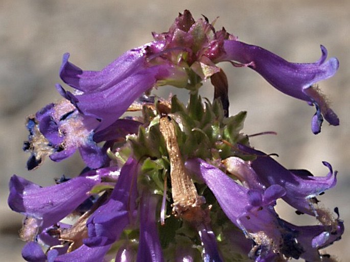 PENSTEMON PROCERUS Douglas ex Graham – dračík štíhlý