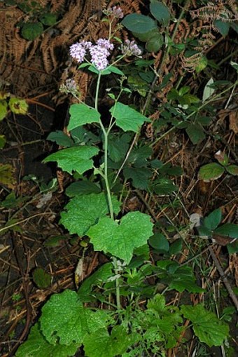 Pericallis papyracea