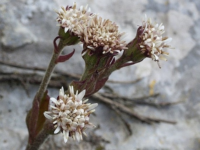 Petasites doerfleri