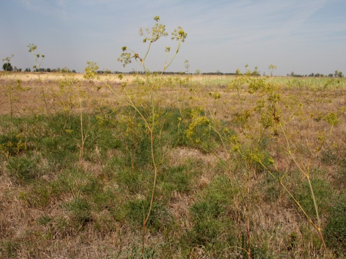 Peucedanum officinale