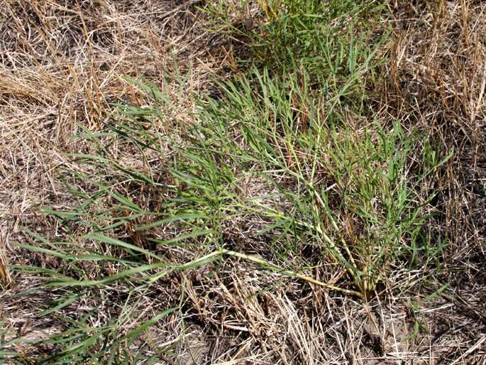 Peucedanum officinale