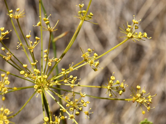 Peucedanum officinale