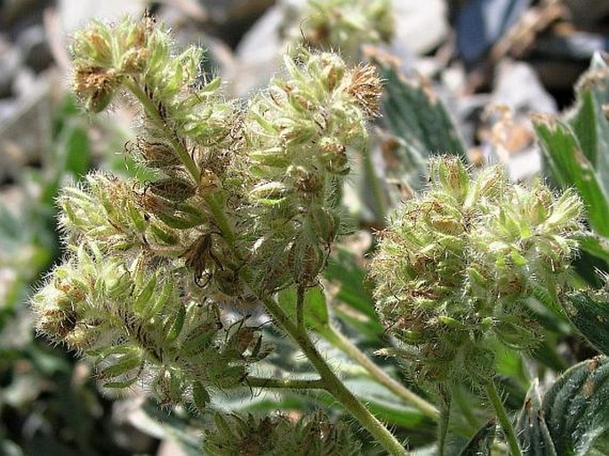 Phacelia hastata