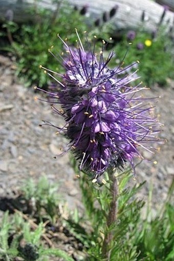 Phacelia sericea