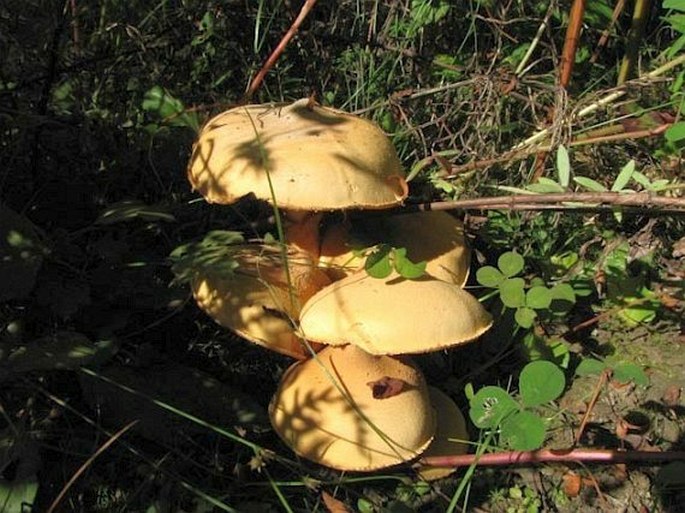 Phaeolepiota aurea