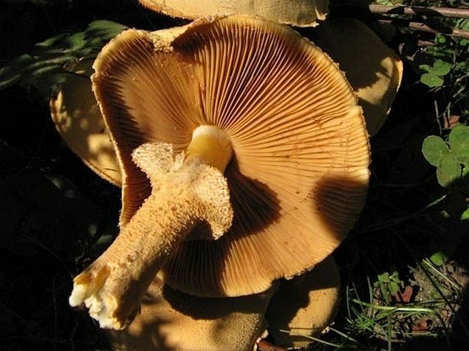 Phaeolepiota aurea