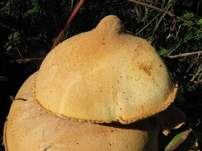 Phaeolepiota aurea