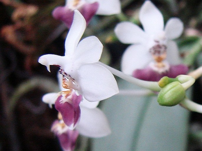 Phalaenopsis parishii