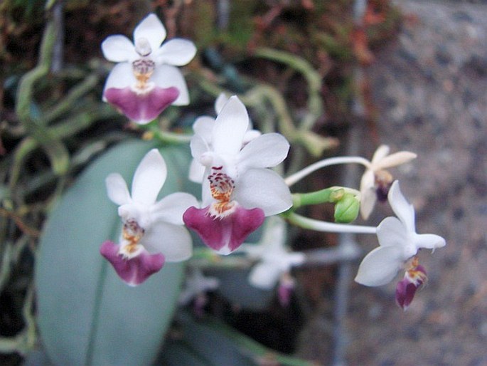 PHALAENOPSIS PARISHII Rchb. f.