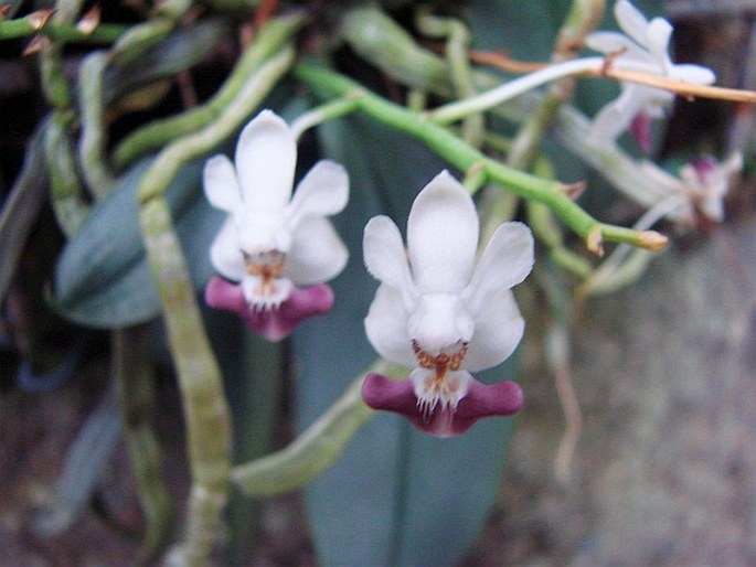 Phalaenopsis parishii