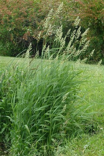 Phalaris arundinacea