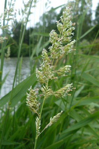 Phalaris arundinacea