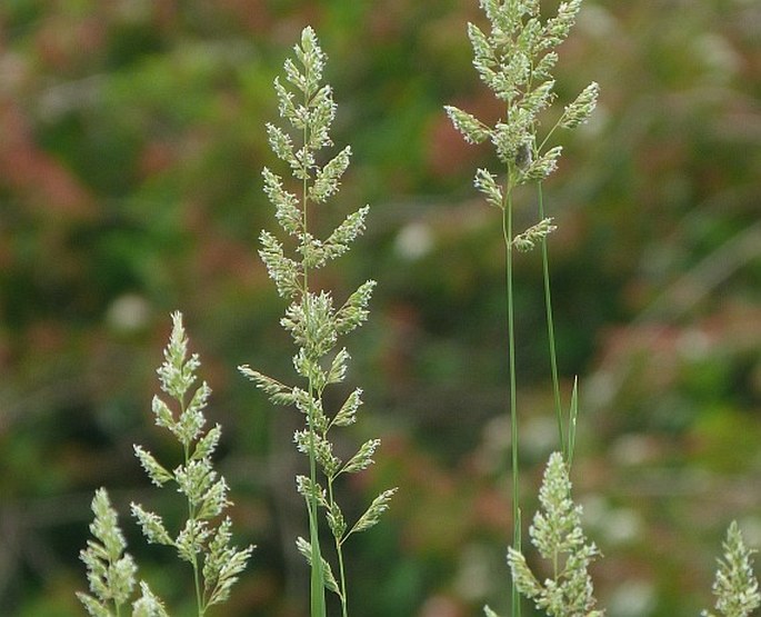 PHALARIS ARUNDINACEA L. – chrastice rákosovitá / chrastnica trsťovníkovitá