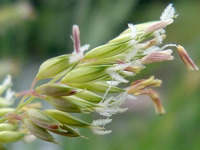 Phalaris arundinacea