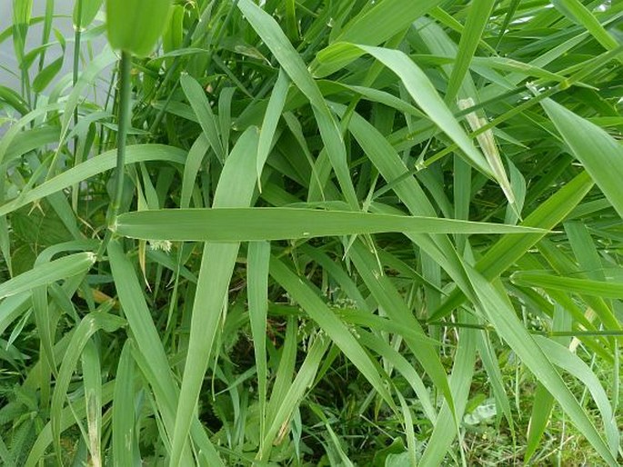 Phalaris arundinacea