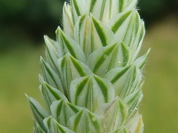 Phalaris canariensis