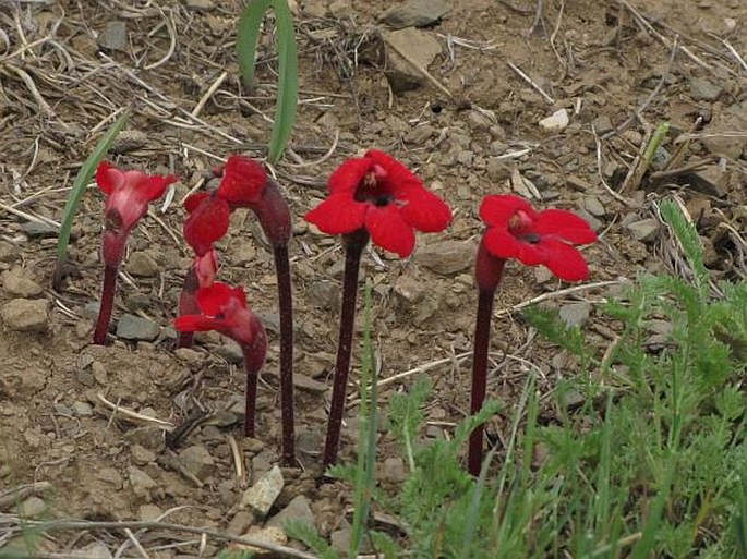 Phelypaea tournefortii