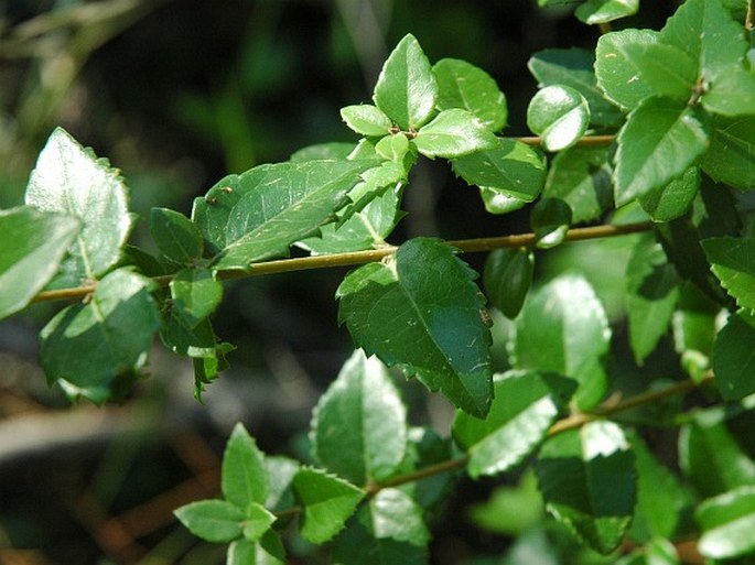 Phillyrea latifolia