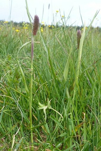 Phleum alpinum