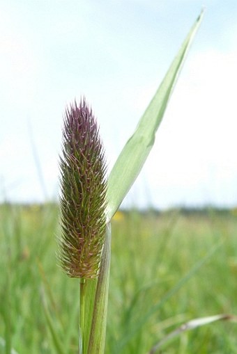 Phleum alpinum