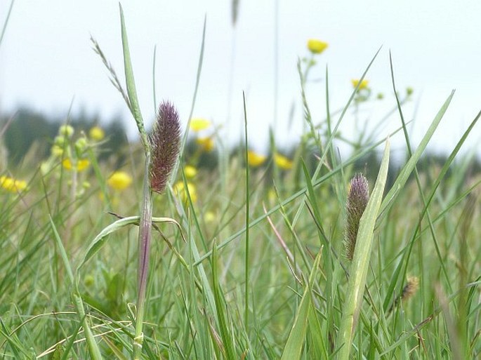 PHLEUM ALPINUM L. – bojínek alpský / timotejka švajčiarska