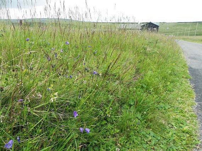 Phleum alpinum