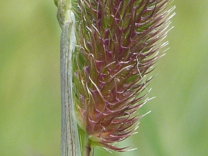 Phleum alpinum