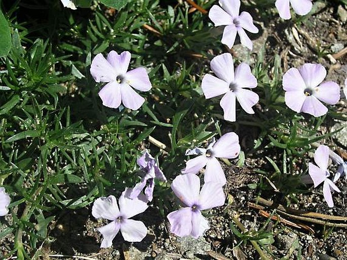 Phlox diffusa