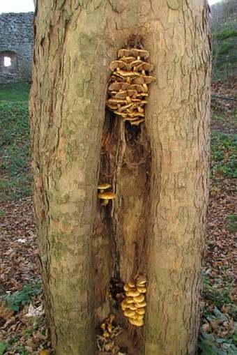 Pholiota adiposa