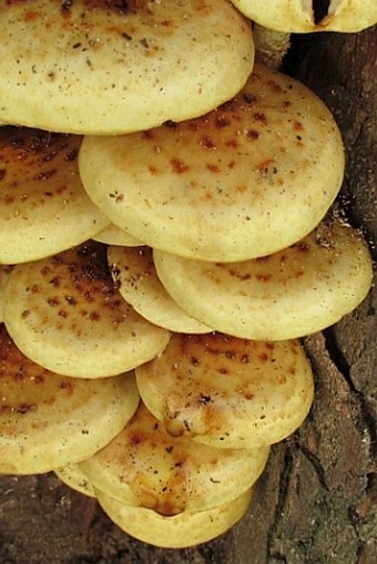 Pholiota adiposa