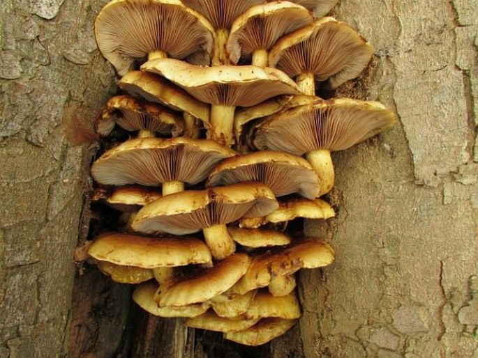 Pholiota adiposa