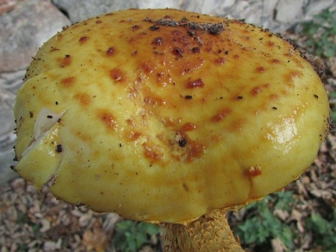 Pholiota adiposa