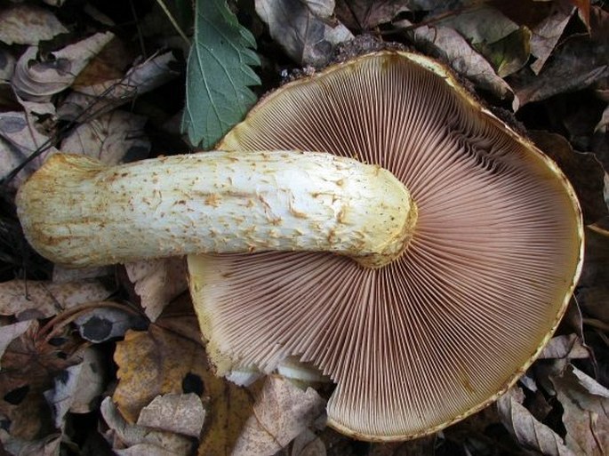 Pholiota adiposa