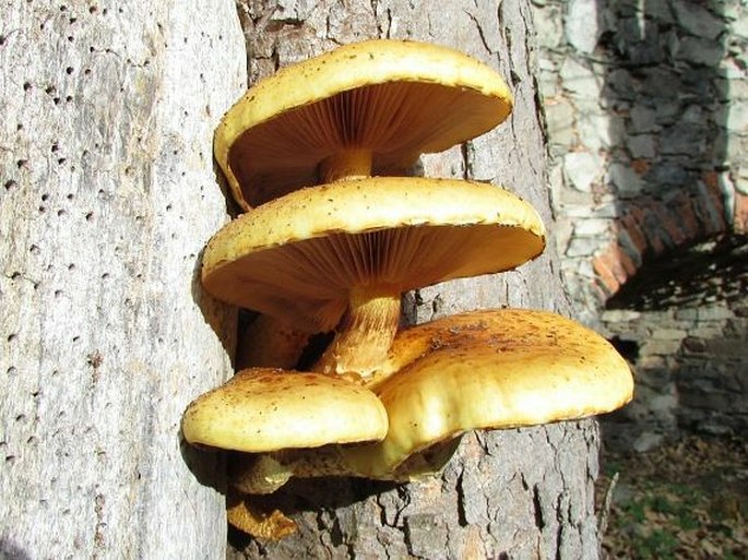 Pholiota adiposa