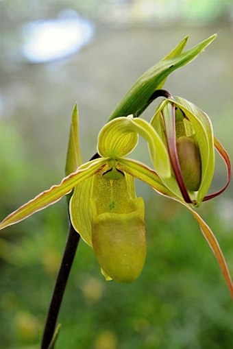 Phragmipedium longifolium