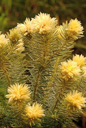 Phylica pubescens