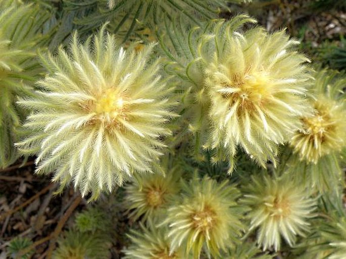 PHYLICA PUBESCENS Aiton