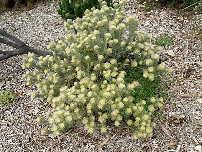 Phylica pubescens