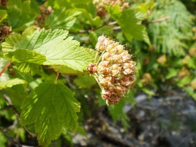 Physocarpus capitatus