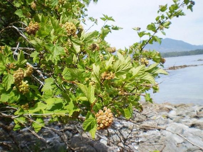 Physocarpus capitatus