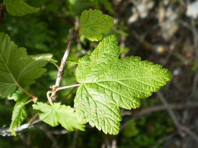 Physocarpus capitatus