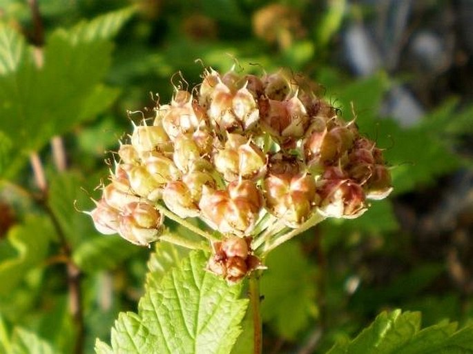 Physocarpus capitatus