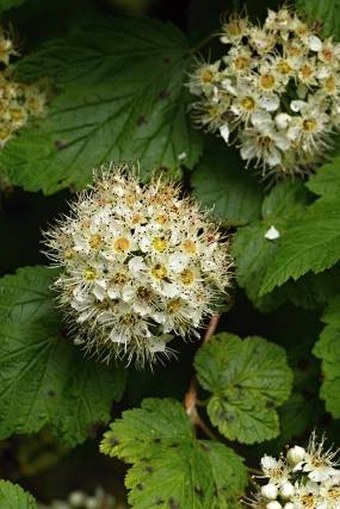 Physocarpus capitatus