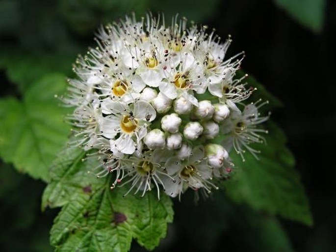 PHYSOCARPUS CAPITATUS (Pursh) Kuntze – tavola hlavatá / tavoľa