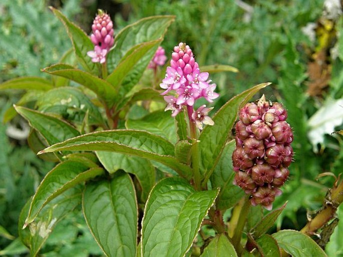 PHYTOLACCA RUGOSA A. Braun et C. D. Bouché - líčidlo / líčidlovka