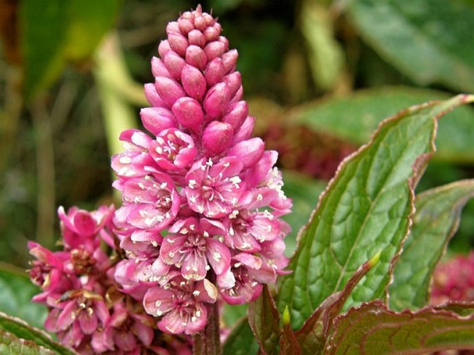 Phytolacca rugosa