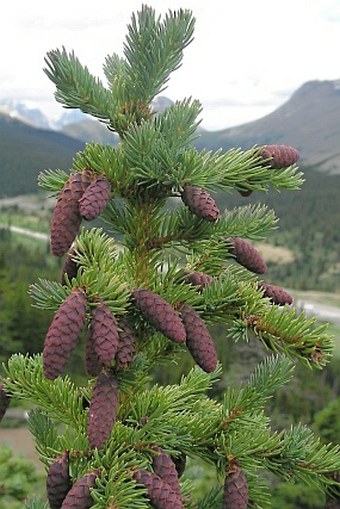 Picea engelmannii